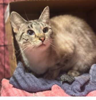 Siamese and Domestic Short Hair Cats Available for Adoption - Felicity  | PetCurious