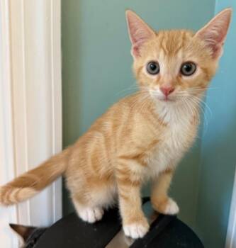 Kartiffel -  Domestic Short Hair Cat for Adoption in Evans, Georgia - Kartiffel | PetCurious