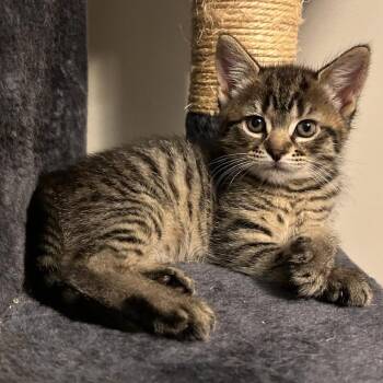 26-154 Gaucatmole -  Domestic Short Hair Cat for Adoption in North Branford, Connecticut - 26-154 Gaucatmole | PetCurious
