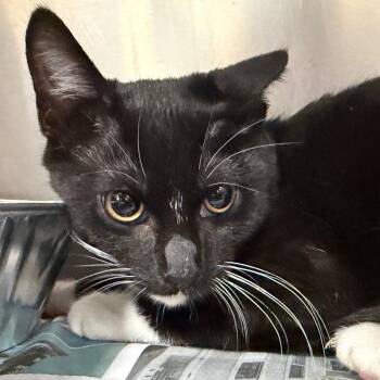 Eclipse -  Domestic Short Hair Cat Available for Adoption in Milton, Florida - Eclipse | PetCurious
