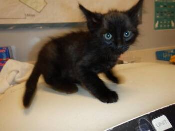 RUDY -  Domestic Short Hair Cat for Adoption in San Jose, California - RUDY | PetCurious