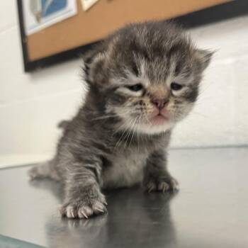 Ice Man -  Domestic Short Hair Cat Available for Adoption in Leander, Texas - Ice Man | PetCurious