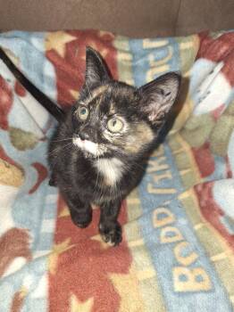 IZZY -  Domestic Long Hair Cat for Adoption in Broomfield, Colorado - IZZY | PetCurious