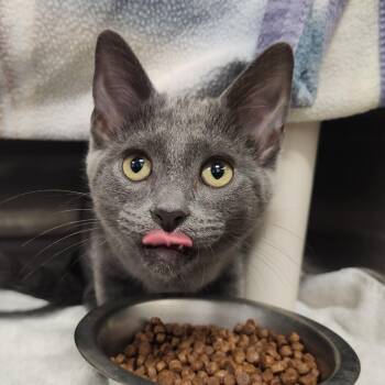 Bubbles -  Domestic Short Hair Cat for Adoption in Fort Wayne, Indiana - Bubbles | PetCurious