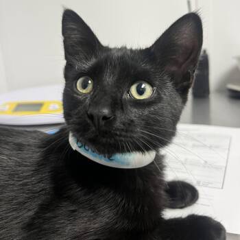 Bowie -  Domestic Short Hair Cat for Adoption in Hattiesburg, Mississippi - Bowie | PetCurious