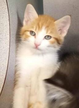 Rescue Domestic Short Hair Cats for Adoption in Waupaca, Wisconsin - Koi | PetCurious
