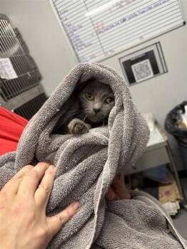 Moonpie -  Domestic Short Hair Cat for Adoption in West Chester, Pennsylvania - Moonpie | PetCurious