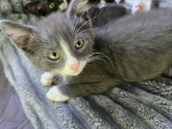 Rescue Domestic Short Hair Cats for Adoption in Adrian, Michigan - Thorfinn | PetCurious