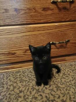 Cookie -  Domestic Short Hair Cat for Adoption in Linton, Indiana - Cookie | PetCurious