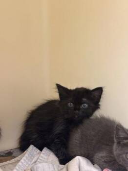 Carne Asada -  Domestic Short Hair Cat for Adoption in King William, Virginia - Carne Asada | PetCurious