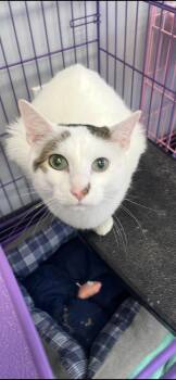 Tabby and Domestic Short Hair Cats Available for Adoption - Sampson | PetCurious