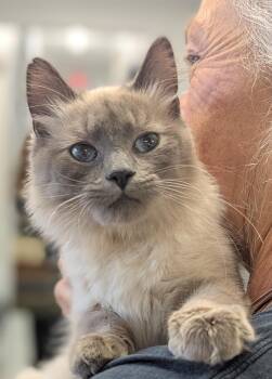 Siamese and Domestic Long Hair Cats Available for Adoption in Mount Vernon, Ohio - Mingo | PetCurious
