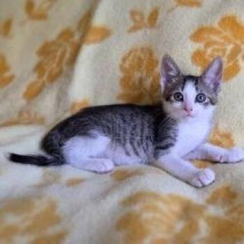 Domestic Short Hair Cats Available for Adoption in West Palm Beach, Florida - Uva | PetCurious