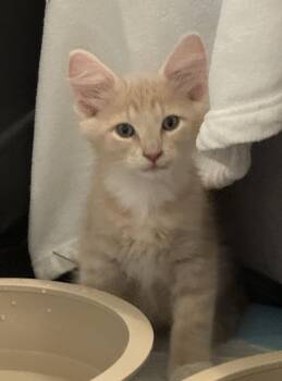 Leo -  Tabby Cat for Adoption in Noble, Oklahoma - Leo | PetCurious