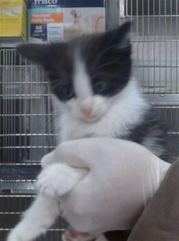 DUSTY -  Domestic Short Hair Cat for Adoption in Salinas, California - DUSTY | PetCurious