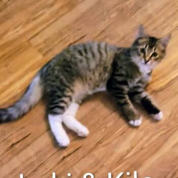 Rescue Domestic Medium Hair Cats for Adoption in Hanna City, Illinois - Loki | PetCurious