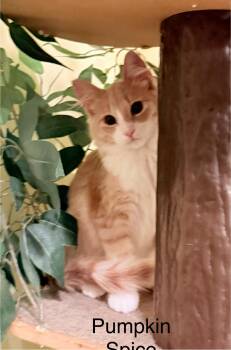 Rescue Tabby Cats for Adoption in Blaine, Minnesota - Pumpkin Spice | PetCurious