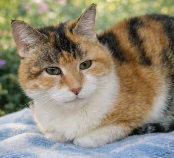 Domestic Short Hair and Tabby Cats Available for Adoption - Bisquick | PetCurious