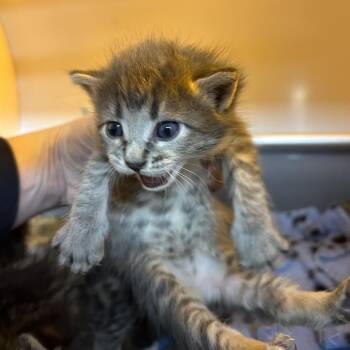 Domestic Medium Hair Cats Available for Adoption in Pauls Valley, Oklahoma - Mochi | PetCurious