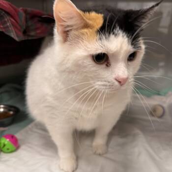 Stella -  Domestic Short Hair Cat for Adoption in Midland, Michigan - Stella | PetCurious