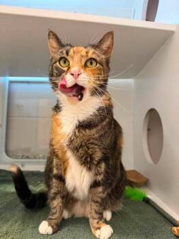 Claire -  Domestic Short Hair Cat for Adoption in Fairfax, Virginia - Claire | PetCurious