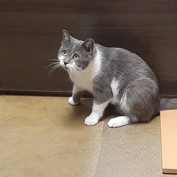 Domestic Short Hair Cats Available for Adoption - Maddie | PetCurious