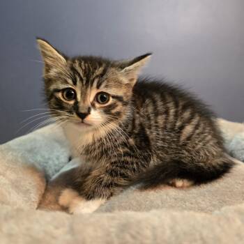 Cloudberry -  Domestic Short Hair and Tabby Cat for Adoption in Mastic, New York - Cloudberry | PetCurious