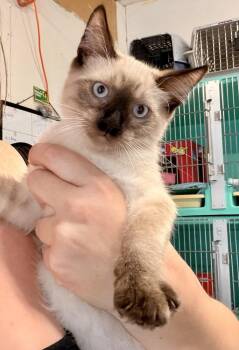 Haisley -  Domestic Short Hair Cat for Adoption in Topeka, Kansas - Haisley | PetCurious