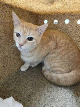 Rescue Domestic Short Hair Cats for Adoption in Sevierville, Tennessee - Blair | PetCurious