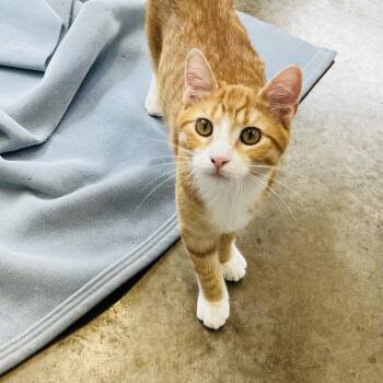 Rescue Domestic Short Hair Cats for Adoption in Rock Falls, Illinois - Travis | PetCurious