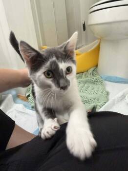 Tofu -  Domestic Short Hair Cat for Adoption in Kannapolis, North Carolina - Tofu | PetCurious