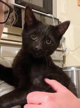 Rescue Domestic Short Hair Cats for Adoption in Honeoye, New York - Poseidon | PetCurious