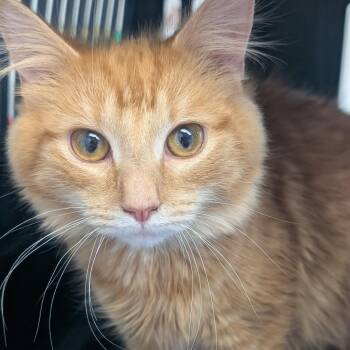 Domestic Medium Hair Cats Available for Adoption - Orla | PetCurious