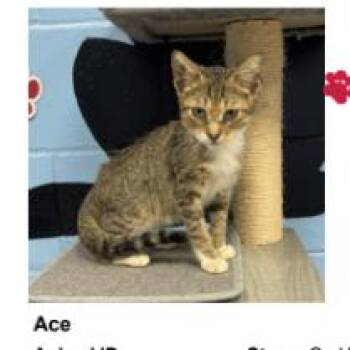 Ace -  Domestic Short Hair Cat for Adoption in Tallahassee, Florida - Ace | PetCurious