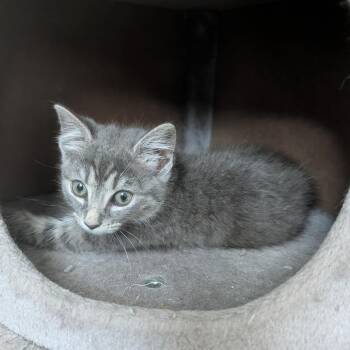 Cookies & Cream in Stevensville, MD -  Domestic Short Hair Cat for Adoption - Cookies & Cream In Stevensville, MD | PetCurious