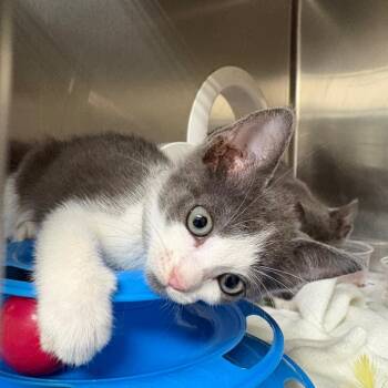 Arches -  Domestic Short Hair Cat for Adoption in Milton, Florida - Arches | PetCurious
