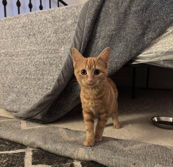 Rescue Domestic Short Hair Cats for Adoption in Calverton, Maryland - Reba | PetCurious