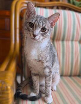 Tabby Cats Available for Adoption - Gracious | PetCurious