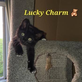 Lucky Charm -  Domestic Short Hair Cat for Adoption in Bentonville, Arkansas - Lucky Charm | PetCurious