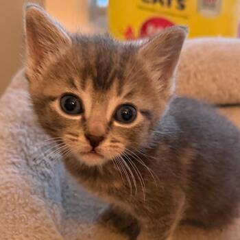Cianna -  Domestic Short Hair Cat for Adoption in Gloucester, Virginia - Cianna | PetCurious