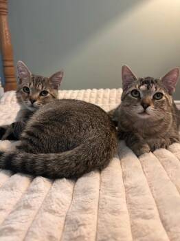 Babe -  Domestic Short Hair Cat for Adoption in Arthur, Ontario - Babe | PetCurious