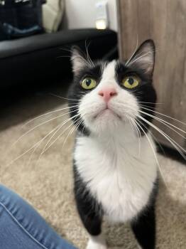 Domestic Medium Hair Cats Available for Adoption - Oliver | PetCurious