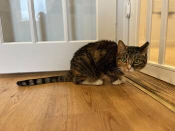 American Shorthair Cats Available for Adoption in Hull, Massachusetts - Winnie | PetCurious