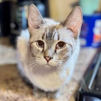 Cotton Lace -  Domestic Short Hair Cat for Adoption in Rochester, Minnesota - Cotton Lace | PetCurious