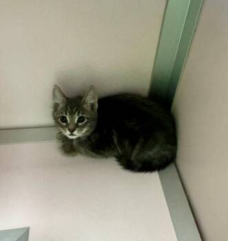 Harris -  Domestic Short Hair Cat for Adoption in Providence Forge, Virginia - Harris | PetCurious