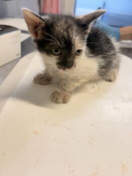 Night Wing -  Domestic Short Hair Cat for Adoption in Mobile, Alabama - Night Wing | PetCurious