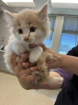 Burt -  Domestic Long Hair and Domestic Short Hair Cat for Adoption in Lafayette, Indiana - Burt | PetCurious
