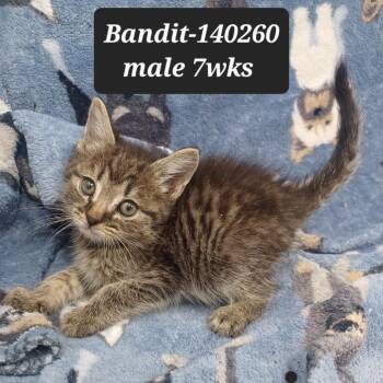 Domestic Short Hair Cats Available for Adoption in New Tazewell, Tennessee - Bandit | PetCurious