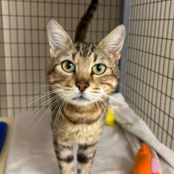 Barbie -  Domestic Short Hair Cat for Adoption in Medford, Oregon - Barbie | PetCurious