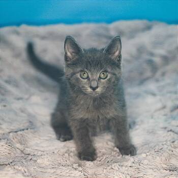 Domestic Medium Hair Cats Available for Adoption in San Antonio, Texas - Cosmos | PetCurious